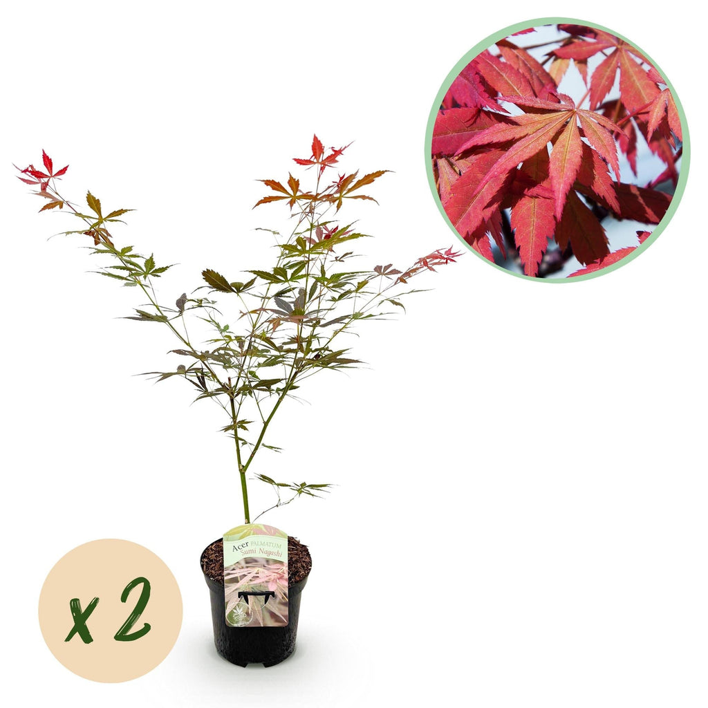 Japanischer Ahorn Acer palmatum 'Sumi – nagashi' – Roter Zierahorn – Balkon – & Terrassenpflanze – Ø19cm – Ca. 70cm hoch – Plant