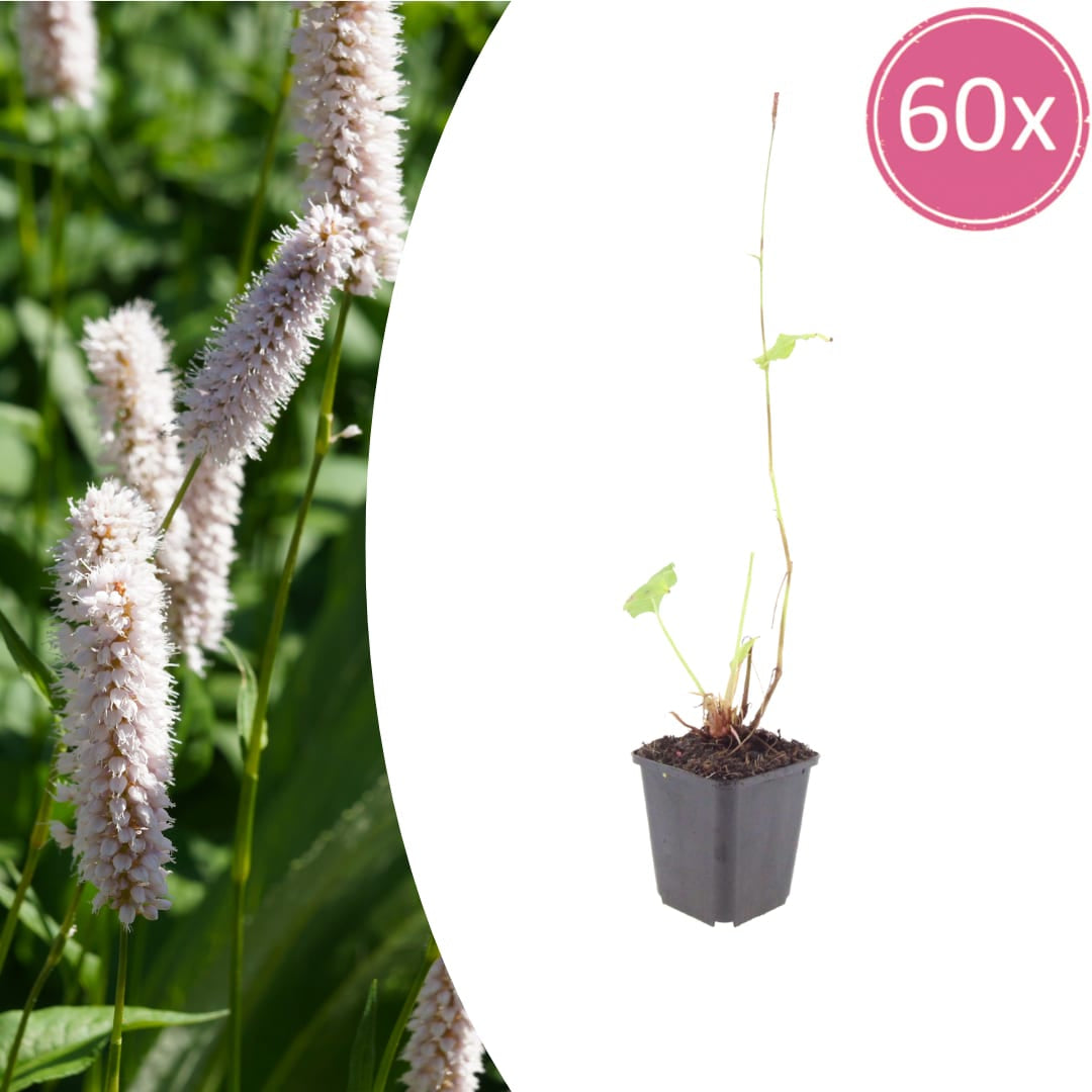Persicaria bistorta Superba – Ø9cm – Höhe10-25cm – Rosa Blütenstaude für feuchte Beete & Teichrand – Bienenfreundlich winterhart