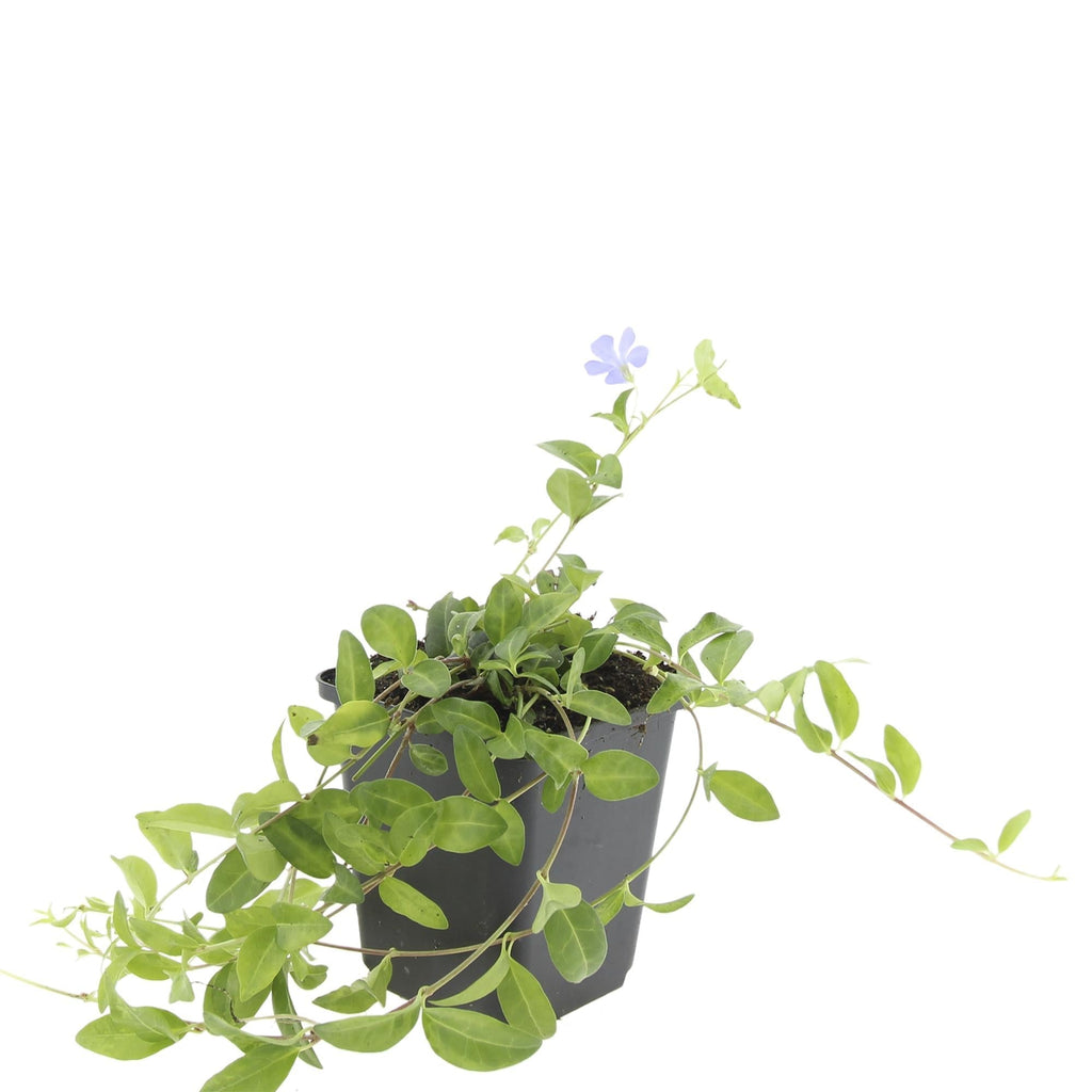 Kleines Garten Immergrün Vinca minor 'La Grave' – ↕10-25cm – Ø9cm – Plant