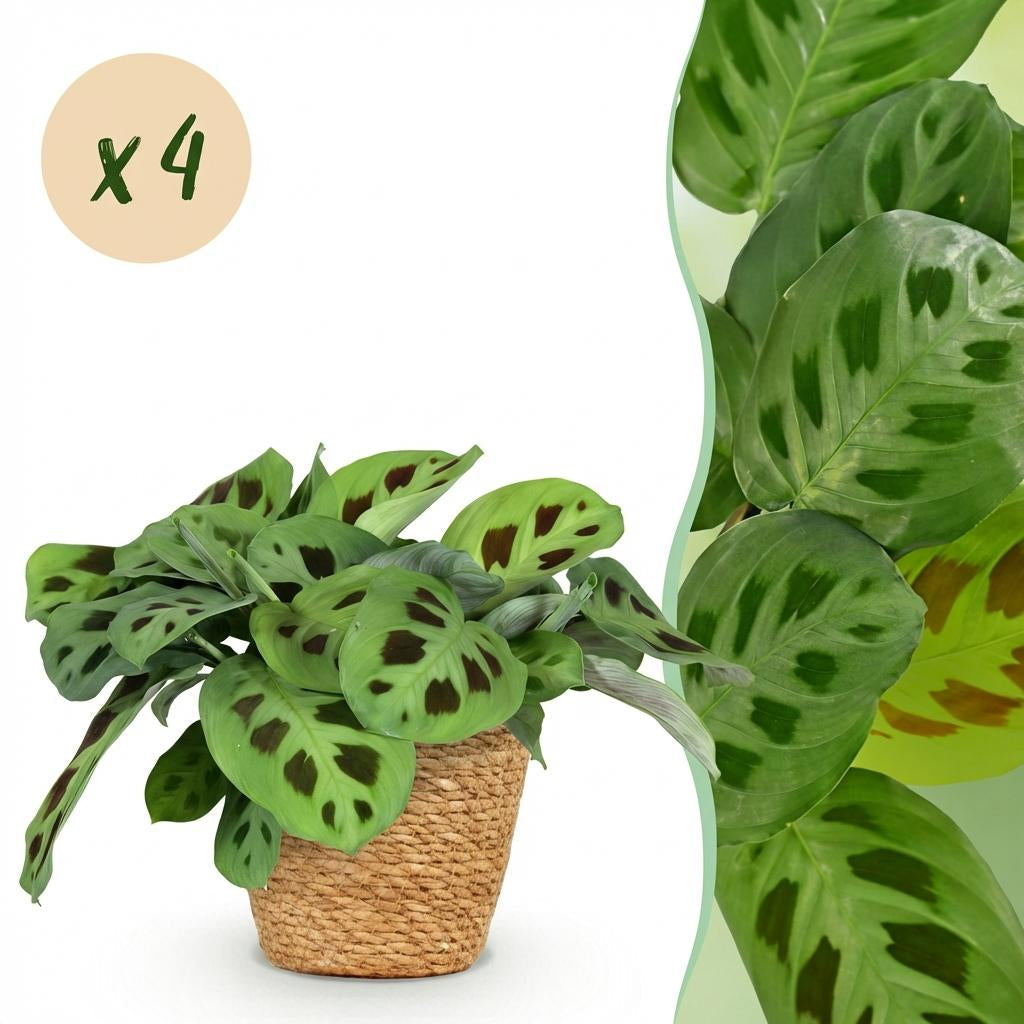 Maranta Fascinator Kerchoveana Zebrapflanze – Zimmerpflanze im Korb Ø12cm Höhe25cm – Haustierfreundliche Grünpflanze – Pflegeleicht