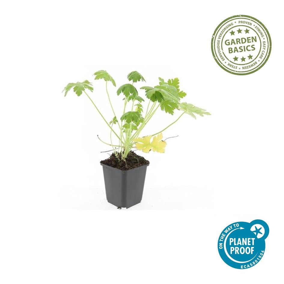 Felsen – Storchschnabel Geranium macrorrhizum 'Spessart' – Winterharter Bodendecker – Ø9cm Töpfe – Höhe 10-25cm – Plant