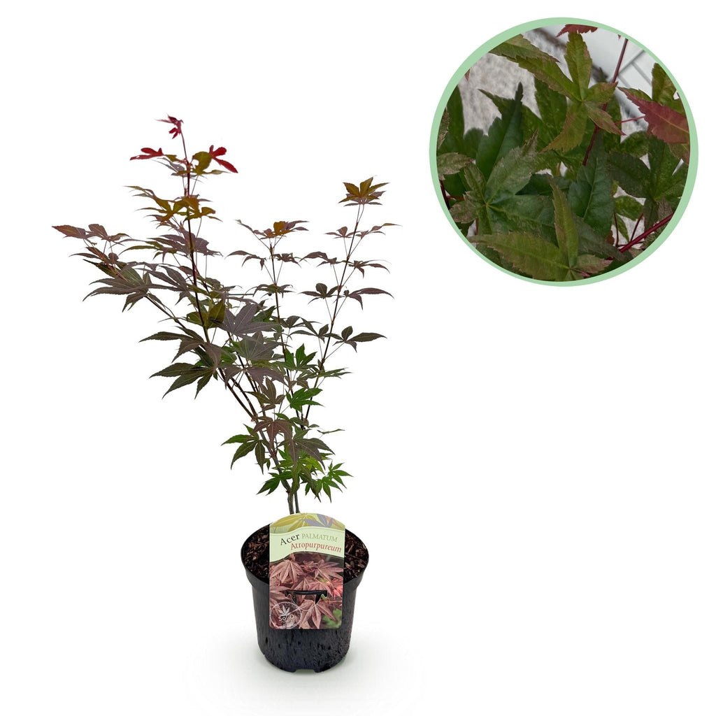 Japanischer Ahorn Acer palmatum Atropurpureum – Lila Balkonpflanze – Ø19cm – Höhe ca. 70cm – Kompakter Zierahorn mit tiefviolettem Laub – Plant
