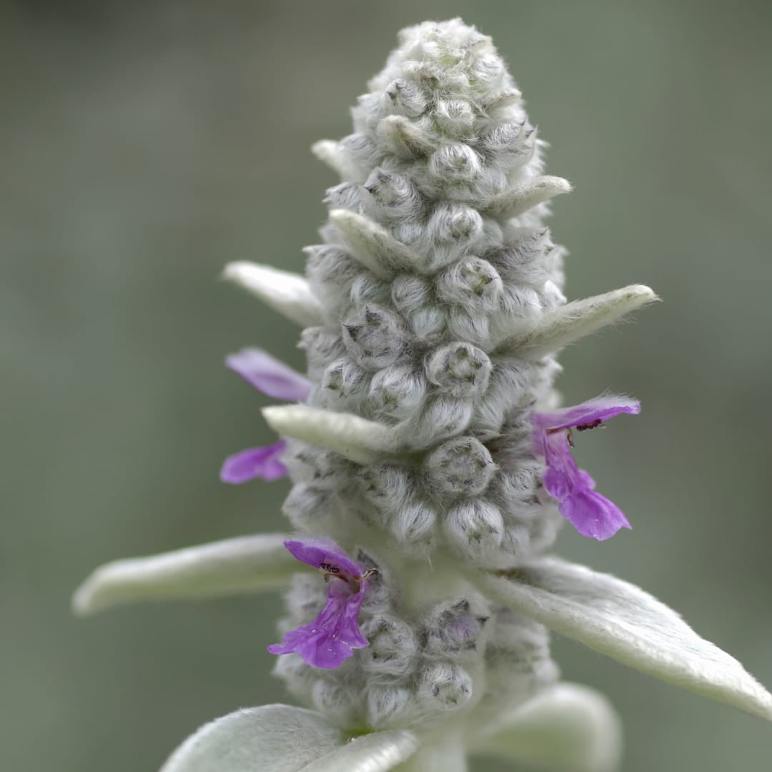 Stachys byzantina – Ø9cm – Höhe 10-25cm – Winterharte Staude – Silberlaub Bodendecker – Trockenheitsresistent für Beet & Steingarten