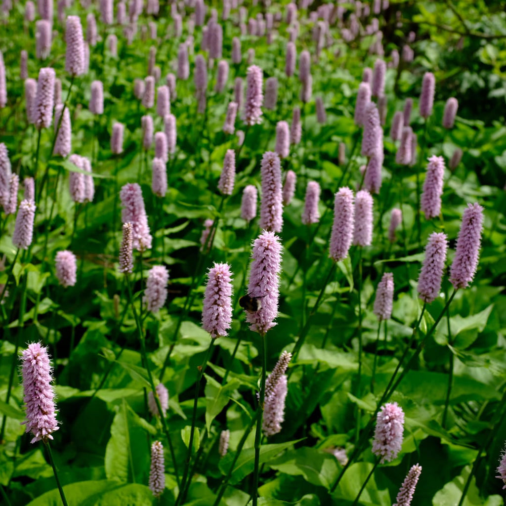 Persicaria affinis Superba – Ø9cm – Höhe 10-25cm – Winterharte Staude – Dunkelrote Blütenähren – Bienenfreundlich für Beet & Präriegarten