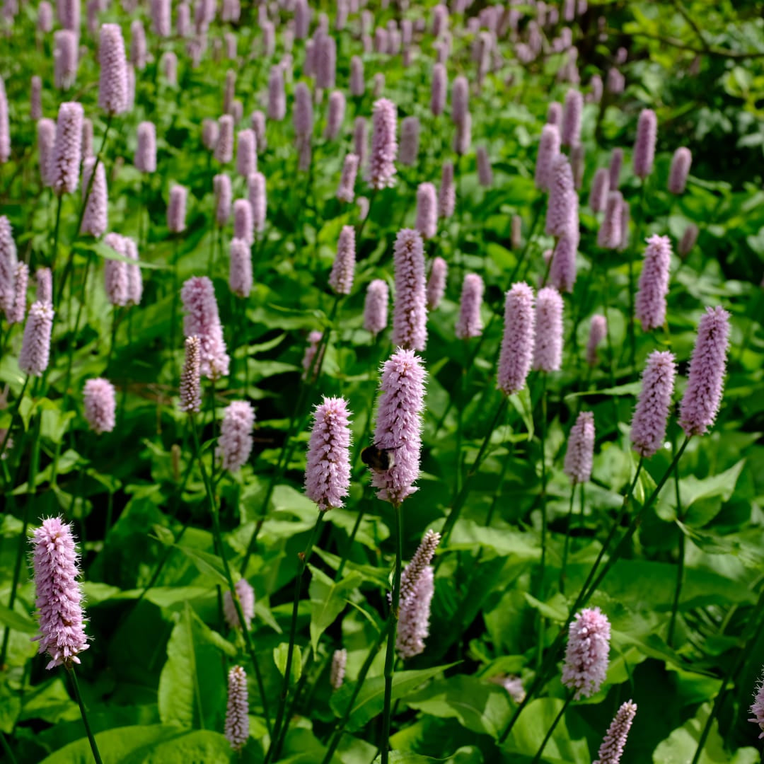 Persicaria affinis Superba – Ø9cm – Höhe 10-25cm – Winterharte Staude – Dunkelrote Blütenähren – Bienenfreundlich für Beet & Präriegarten