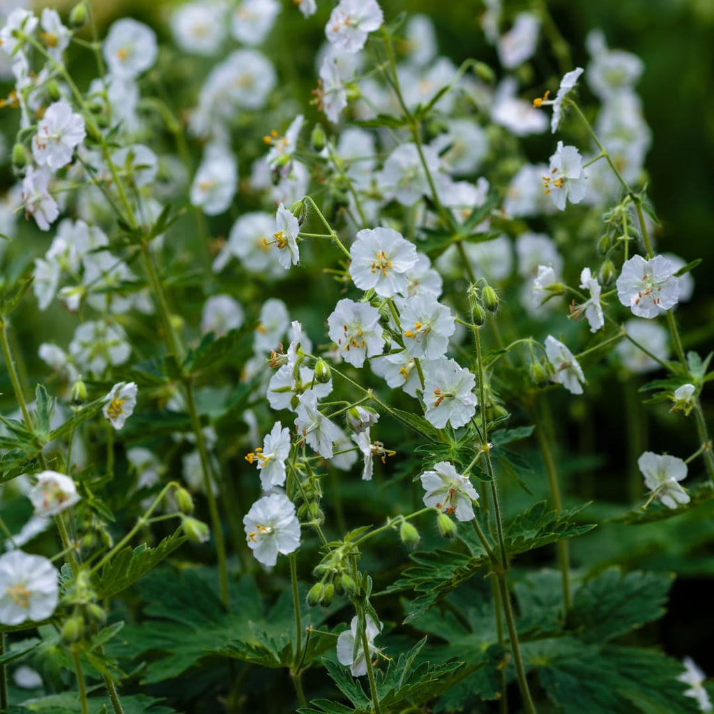 Geranium macrorrhizum White Ness – Ø9cm – Höhe 10-25cm – Weiß blühender Bodendecker Storchschnabel