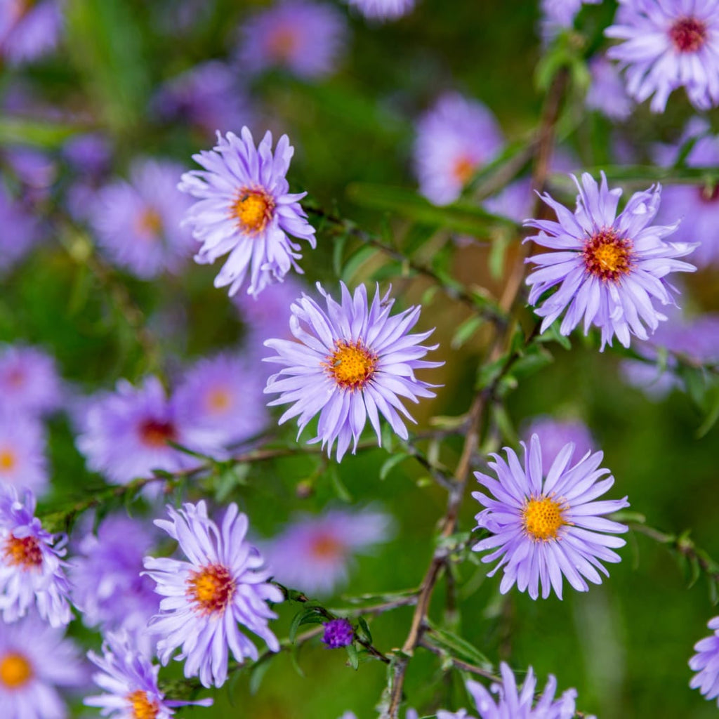 Aster frikartii Mönch – Sommeraster – 10-25cm – Ø9cm – Langblühende Staude für sonnige Beete – Bienenfreundliche Gartenpflanze