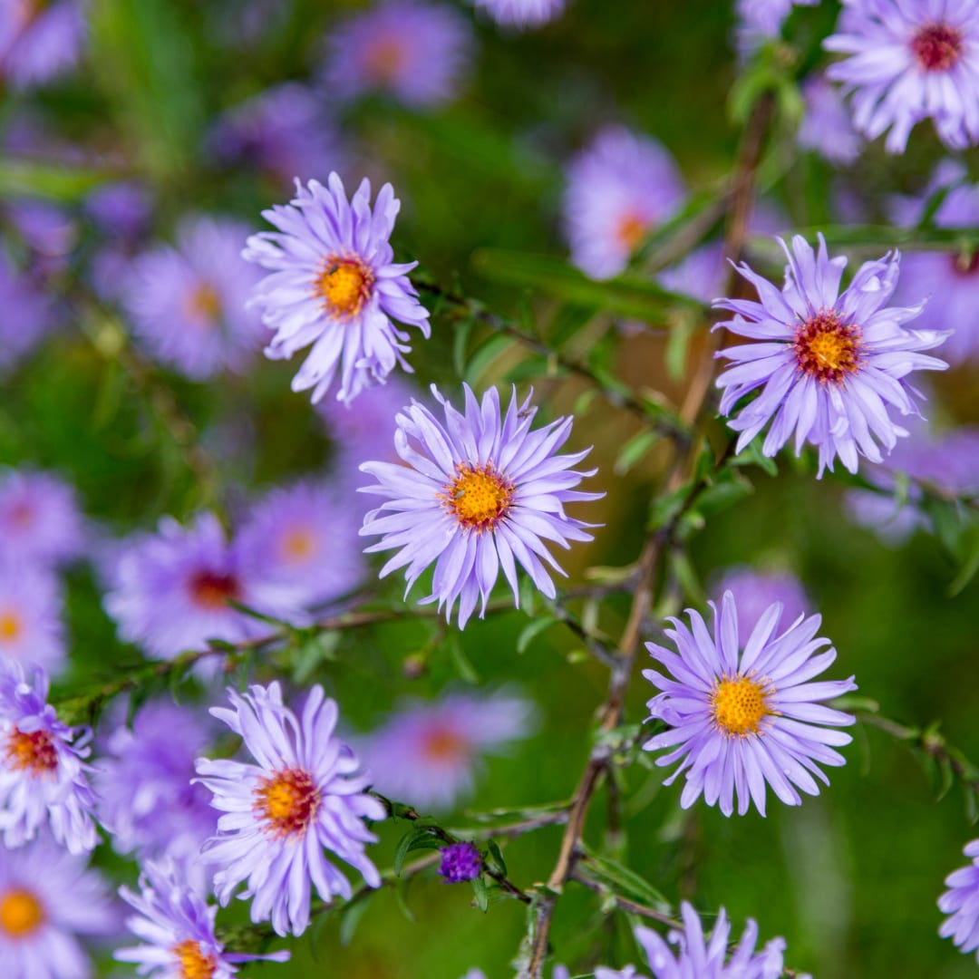 Aster frikartii Mönch – Sommeraster – 10-25cm – Ø9cm – Langblühende Staude für sonnige Beete – Bienenfreundliche Gartenpflanze