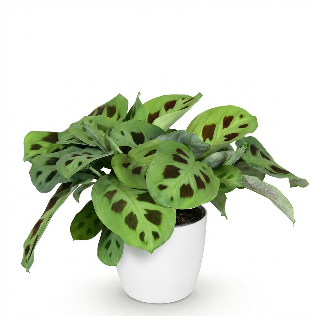 Maranta Fascinator Kerchoveana Zebrapflanze Pflanze mit weißem Topf Ø12cm Höhe 25cm Haustierfreundliche pflegeleichte Grünpflanze für Zimmer & Büro