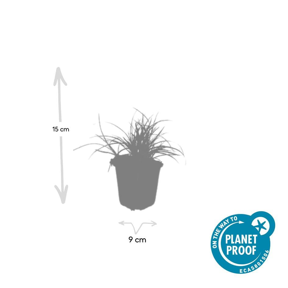 Schneeweiße Hainsimse Luzula nivea – ↕10-25cm – Ø9cm – Schattige Beete & Steingarten – Plant