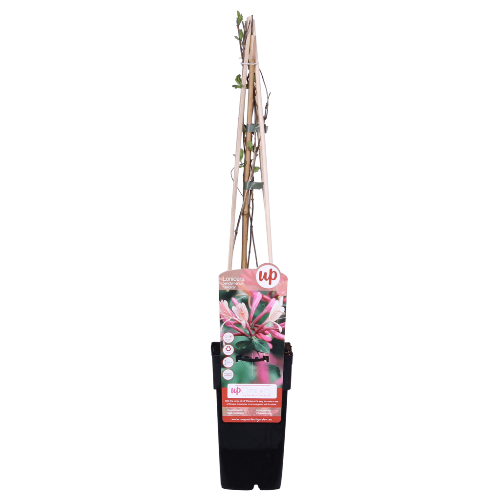 Waldgeißblatt – Lonicera periclymenum ‘Belgica’ – Ø15cm x ↕65cm – Stark duftende Kletterpflanze mit rot – weißen Blüten – Plant