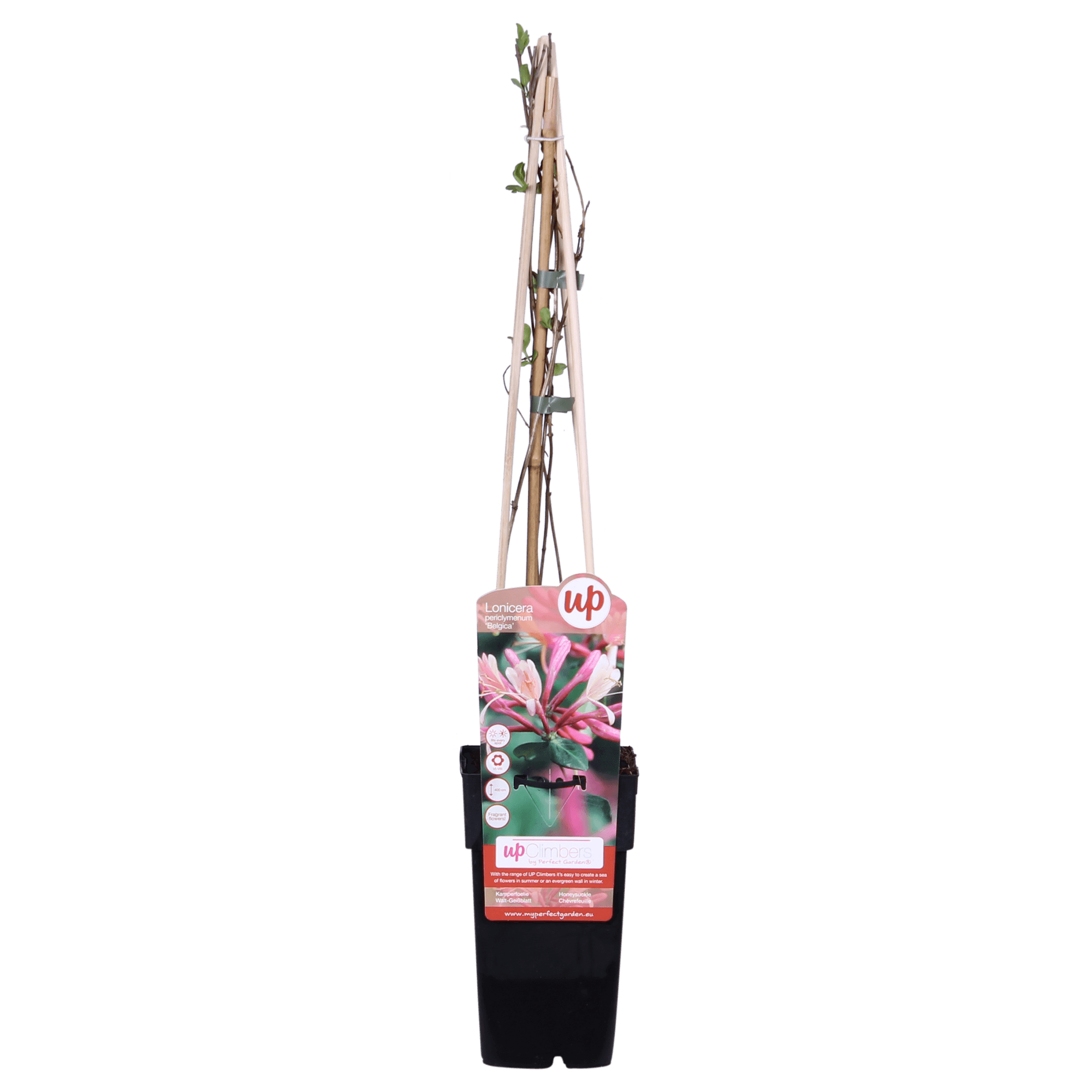 Waldgeißblatt – Lonicera periclymenum ‘Belgica’ – Ø15cm x ↕65cm – Stark duftende Kletterpflanze mit rot – weißen Blüten – Plant