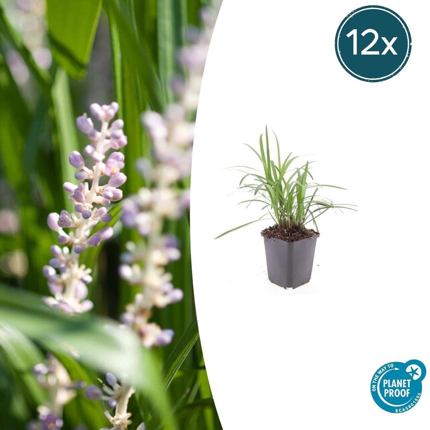 Glöckchentraube Liriope muscari Moneymaker – ↕10-25cm – Ø9cm – Violette Blüten Pflegeleicht – Plant
