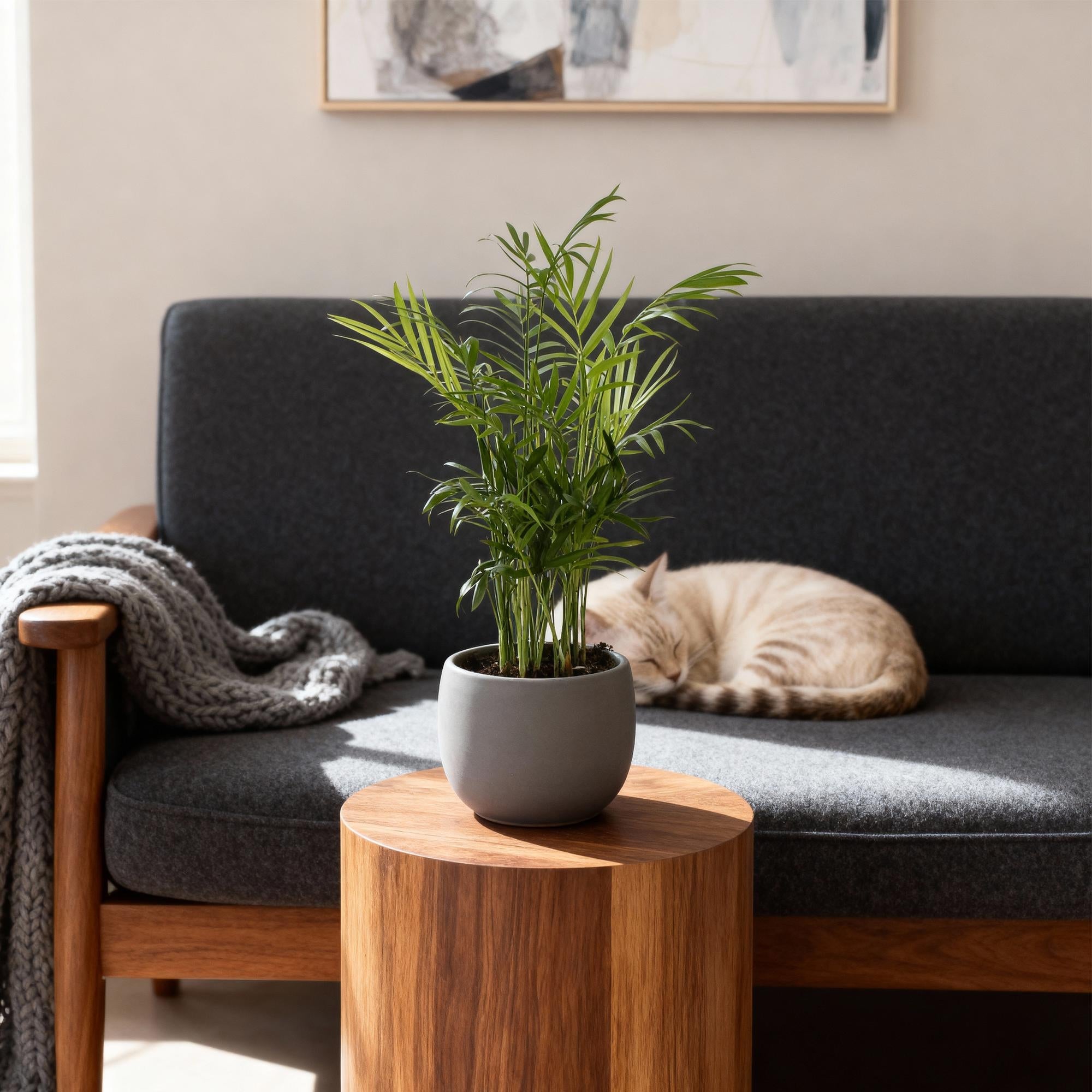 Chamaedorea elegans – Set – Ø12cm Höhe 35-40cm – Goldpalme mit feinen Wedeln – Haustierfreundliche luftreinigende Zimmerpflanze