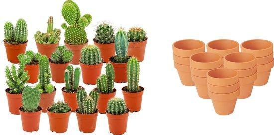 Mini Kakteen Mix – Ø8,1cm Terrakottatöpfe – Höhe 5-10cm – Pflegeleichte Zimmerpflanzen – Kleine Kakteen für Fensterbank & Büro