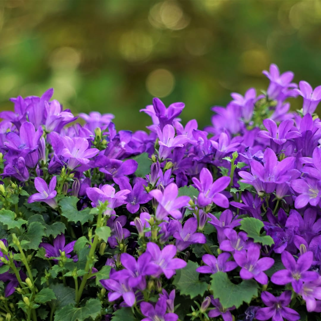 Campanula portenschlagiana – Dalmatiner – Glockenblume – 10-25cm – Ø9cm – Winterharte Bodendecker Staude – Topfpflanzen
