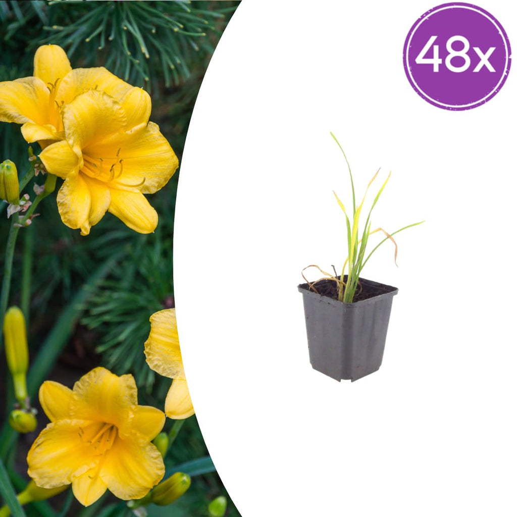 Hemerocallis Stella de Oro – Ø9cm – Höhe 10-25cm – Goldgelbe Taglilie – Dauerblühende Staude – Winterhart für Beet & Steingarten