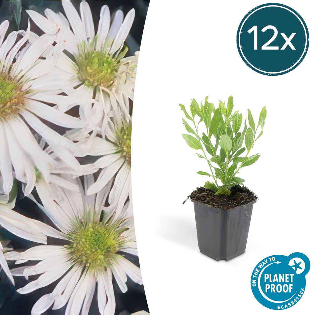 Wildaster Aster ageratoides 'Ashvi' – ↕10-25cm – Ø9cm – Weiße Herbstblüte – Pflegeleicht – Sonne – Plant