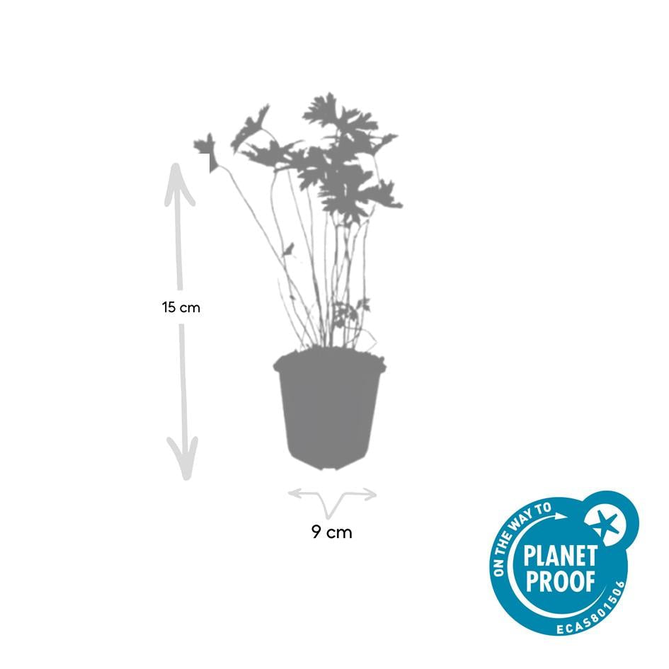 Storchschnabel Geranium 'Johnson's Blue' – ↕10-25cm – Ø9cm – Winterharte Staude & Bodendecker – Leuchtend blaue Blüten – Plant