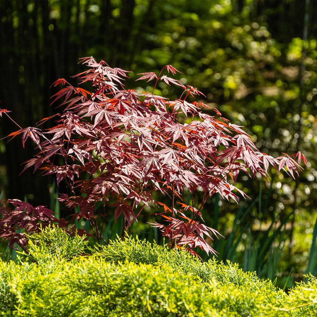 Japanischer Ahorn Acer palmatum Atropurpureum – Lila Balkonpflanze – Ø19cm – Höhe ca. 70cm – Kompakter Zierahorn mit tiefviolettem Laub – Plant
