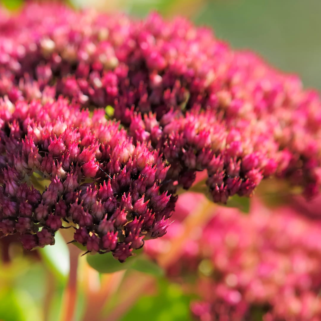 Sedum Matrona – Ø9cm – Höhe 10-25cm – Winterharte Fetthenne – Dunkelrosa Blüten