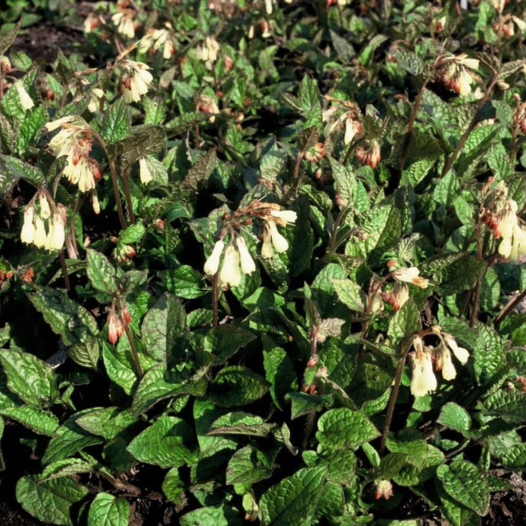Symphytum grandiflorum – für Schatten & Halbschatten – Cremegelbe Blüten