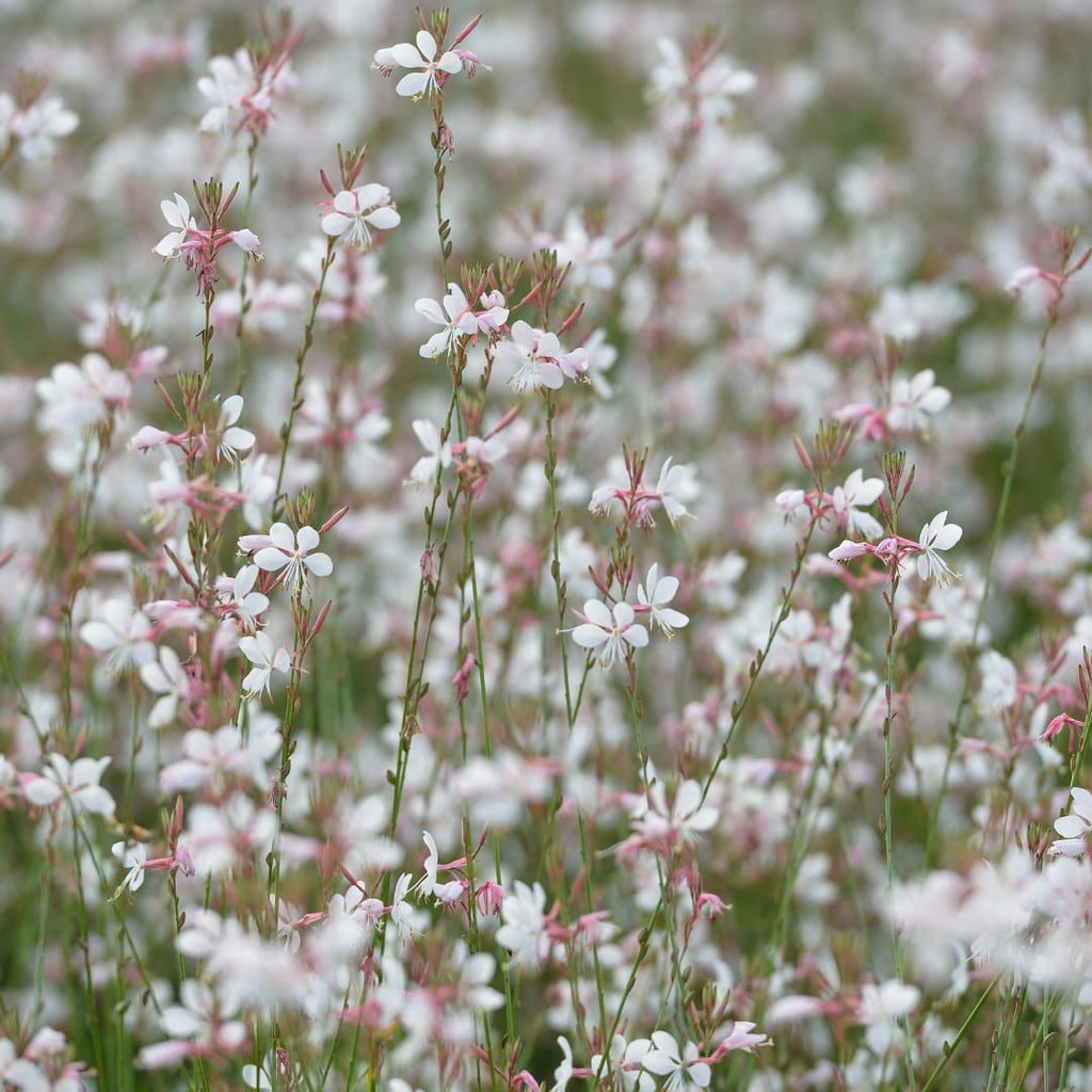 Gaura lindheimeri Prachtkerze – Ø9cm – Höhe 10-25cm – Weiße Rosa Blüten – Sommerblühende Staude – Für Beet, Präriegarten & Kübel
