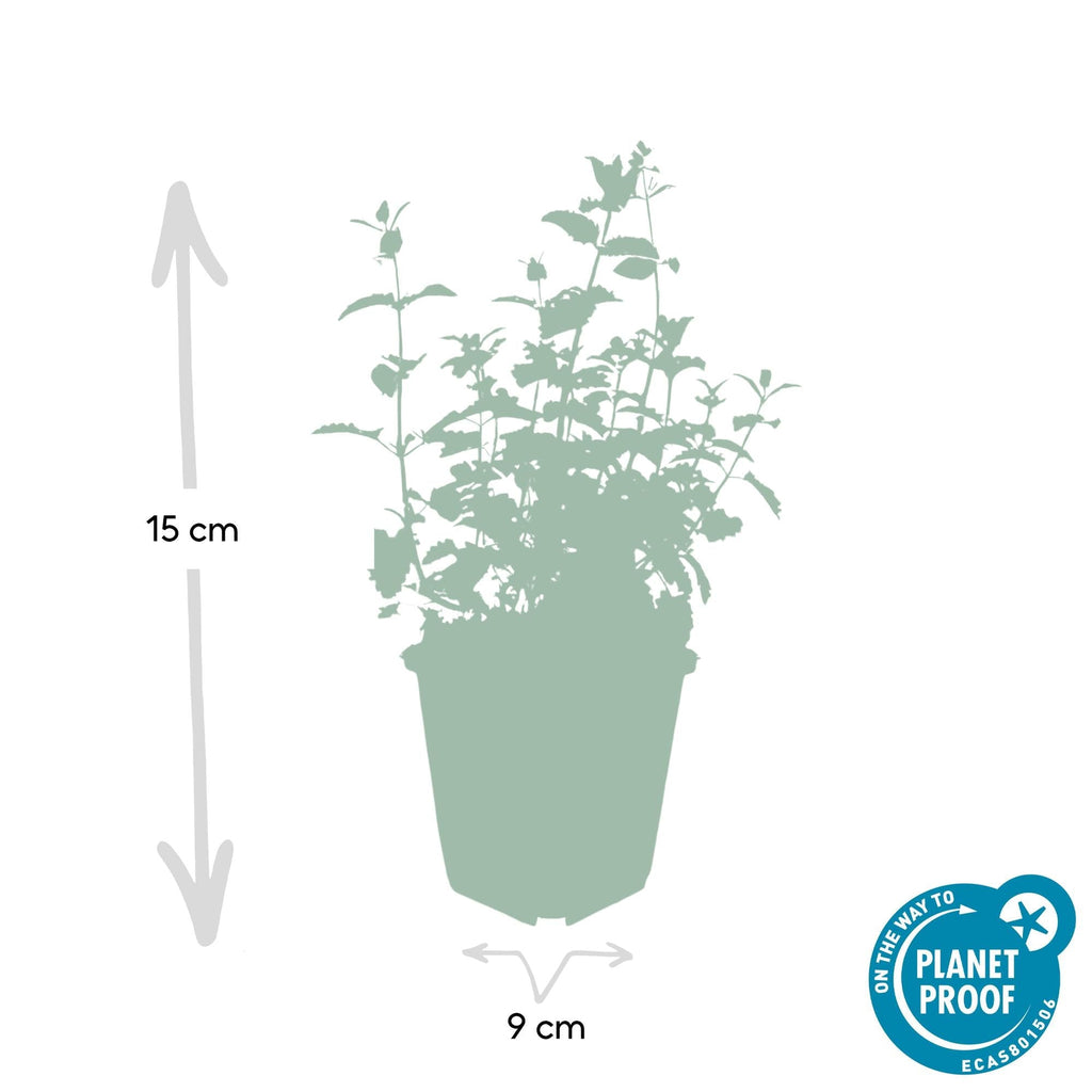 Katzenminze – Nepeta 'Six Hills Giant' – ↕10-25cm – Ø9cm – Lila – blühende Staude – Bienen & Schmetterlinge – Sonnig & Pflegeleicht – Plant