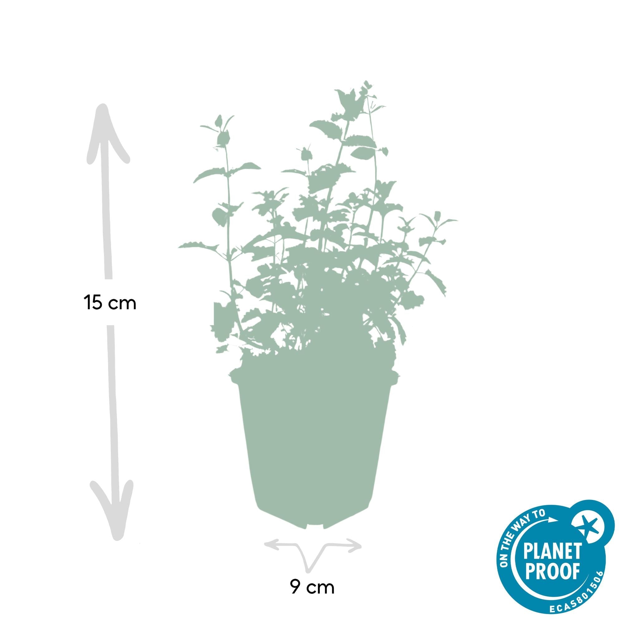 Katzenminze – Nepeta 'Six Hills Giant' – ↕10-25cm – Ø9cm – Lila – blühende Staude – Bienen & Schmetterlinge – Sonnig & Pflegeleicht – Plant