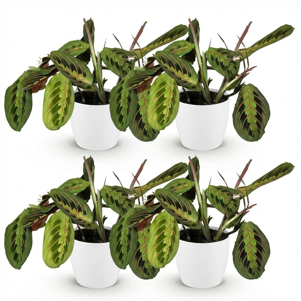Maranta Fascinator Tricolour Gebetsblatt Pflanze mit weißem Topf Ø12cm Höhe 25cm Haustierfreundliche Grünpflanze pflegeleicht für Zimmer & Büro