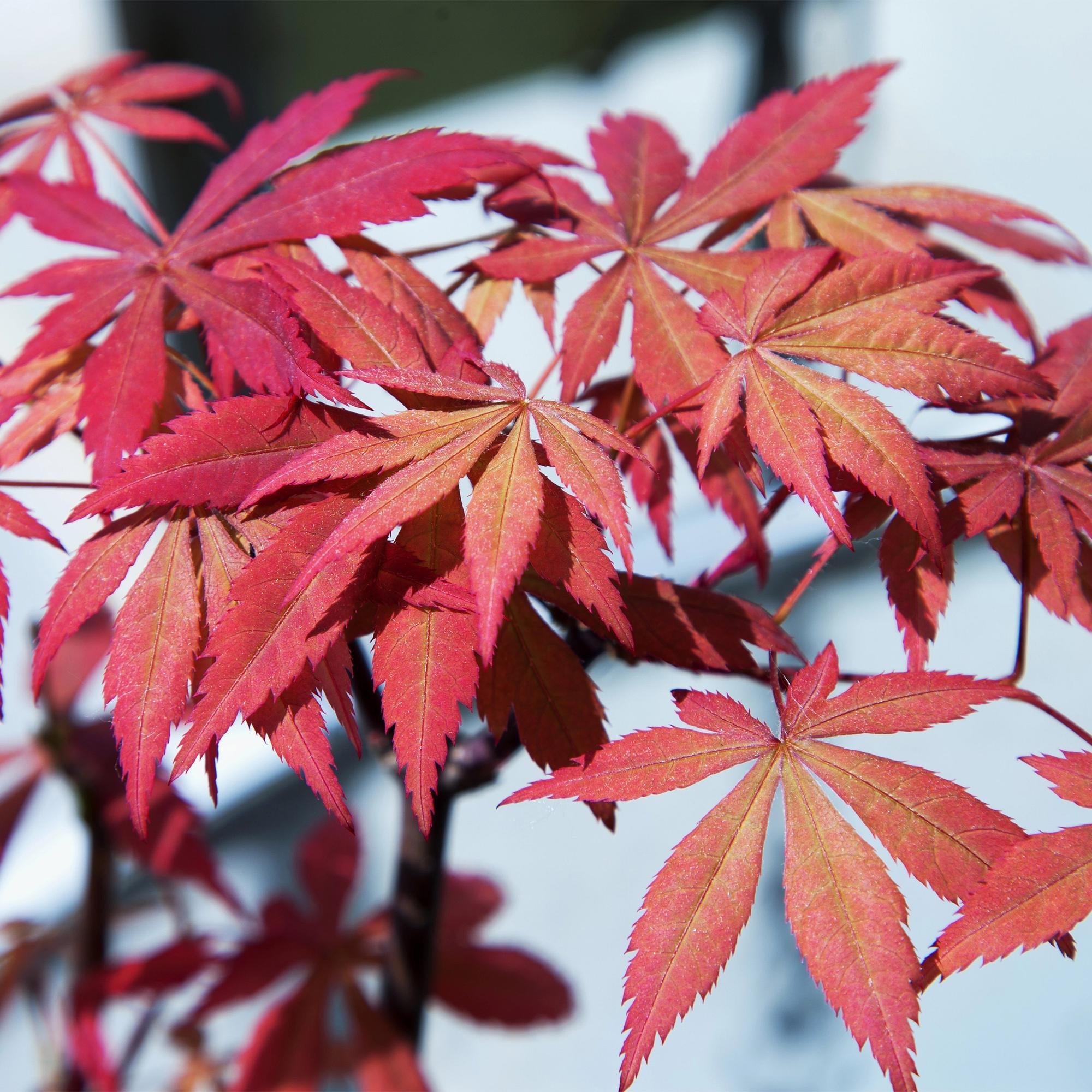 Japanischer Ahorn Acer palmatum 'Sumi – nagashi' – Roter Zierahorn – Balkon – & Terrassenpflanze – Ø19cm – Ca. 70cm hoch – Plant