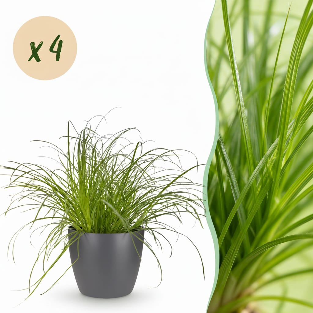 Cyperus Alternifolius Zumula Katzengras – Zimmerpflanze im grauen Topf Ø12cm Höhe20cm – Haustierfreundliche Grünpflanze – Pflegeleicht