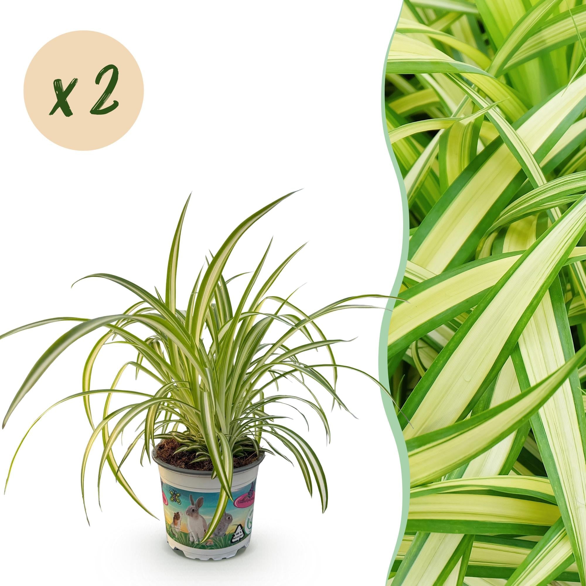 Chlorophytum comosum Variegatum – Ø12cm Höhe 25-30cm – Grünlilie mit cremefarbenen Blatträndern – Haustierfreundliche Zimmerpflanze