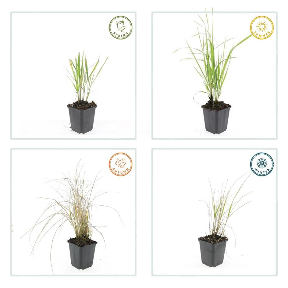Sandrohr – Calamagrostis acutiflora 'Karl Foerster' – ↕10-25cm – Ø9cm – winterhartes Ziergras, aufrecht wachsend – Plant