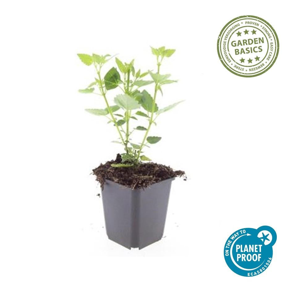 Asiatische Duftnessel – Agastache 'Blue Fortune' – ↕10-25cm – Ø9cm – Lavendelblaue Blüten – Schmetterlings – & bienenfreundlich – Plant