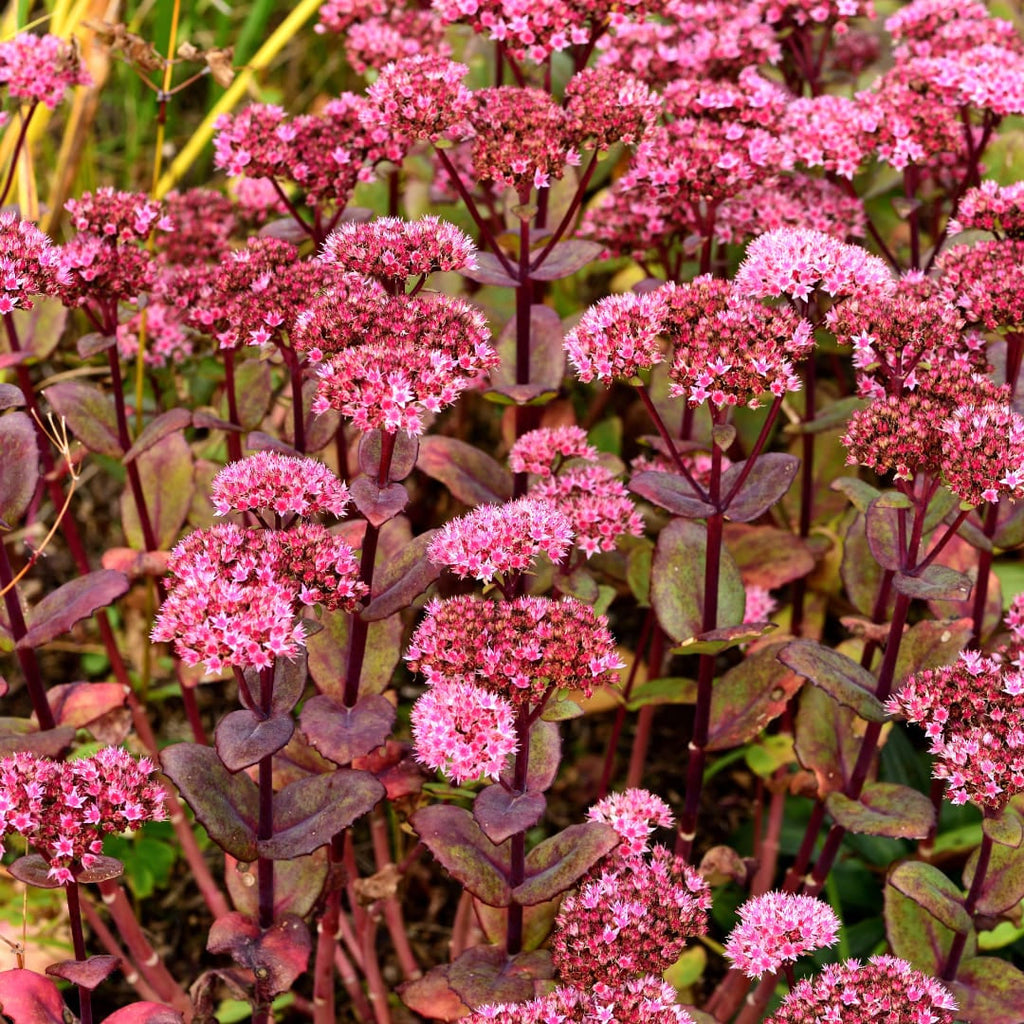 Sedum Matrona – Ø9cm – Höhe 10-25cm – Winterharte Fetthenne – Dunkelrosa Blüten