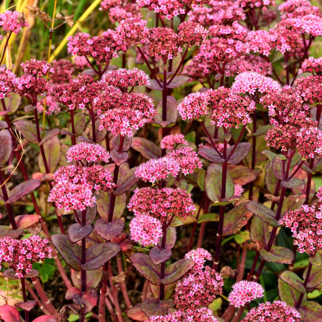 Sedum Matrona – Ø9cm – Höhe 10-25cm – Winterharte Fetthenne – Dunkelrosa Blüten