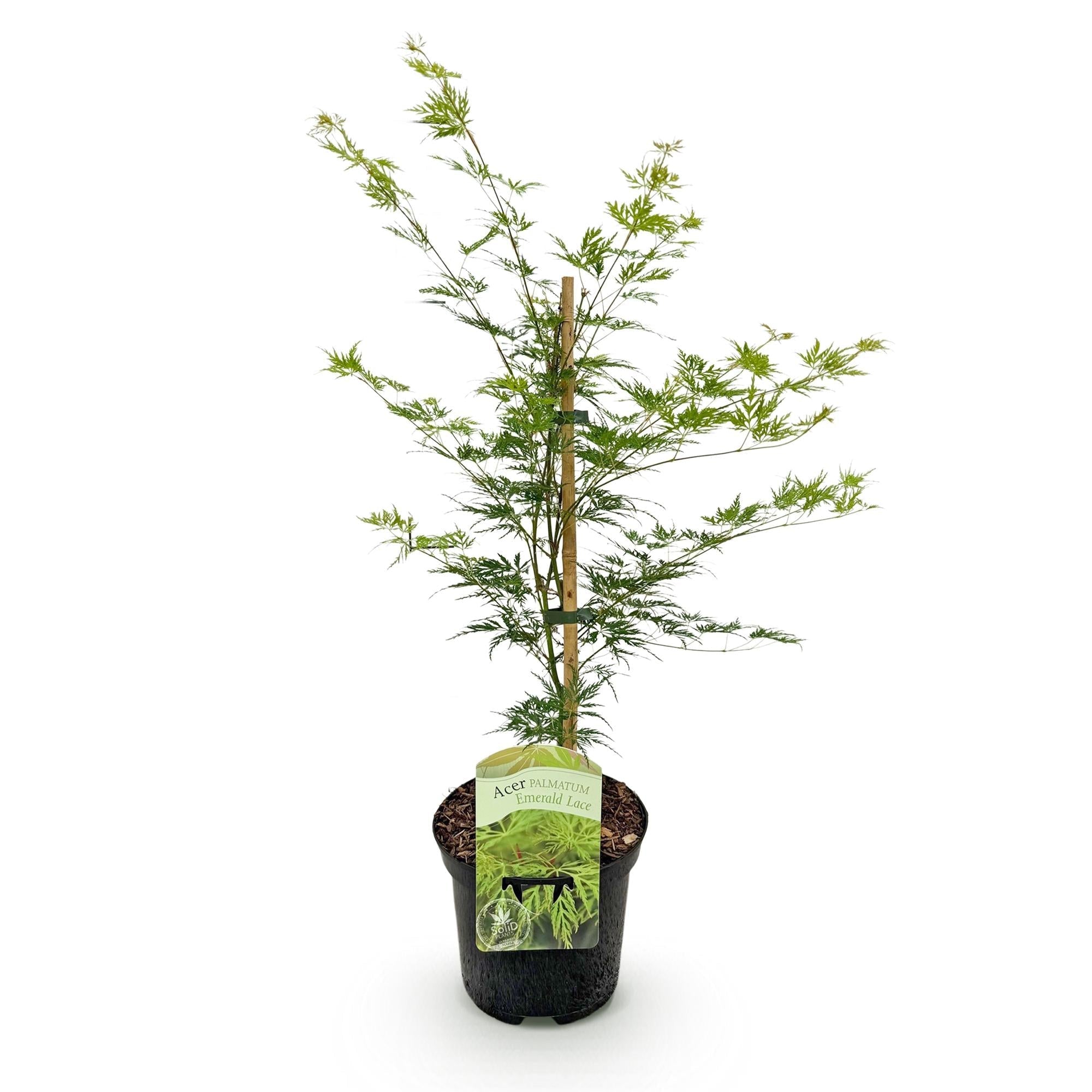 Japanischer Ahorn – Acer palmatum 'Emerald Lace' – Balkonpflanze – ca. 70cm hoch – Topf Ø19cm – feingeschnittenes grünes Laub, herbstliche Gold – Plant