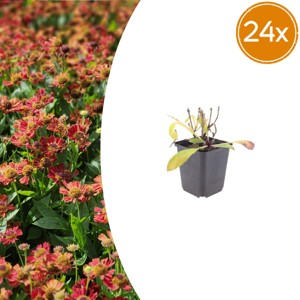 Helenium Moerheim Beauty – Ø9cm – Höhe 10-25cm – Sonnenbraut – Gelb Orange Blüten – Sommerstaude für Beet & Präriegarten