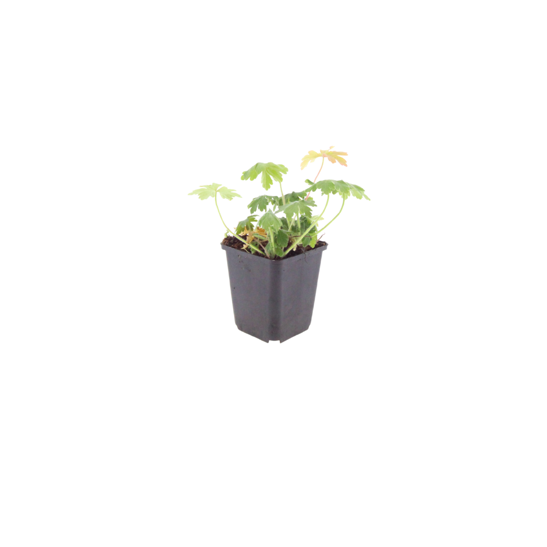 Geranium macrorrhizum Bevan's Variety – Ø9cm – Höhe 10-25cm – Winterharte Bodendecker Staude – Rosa Blüten – Pflegeleicht für Beet & Garten