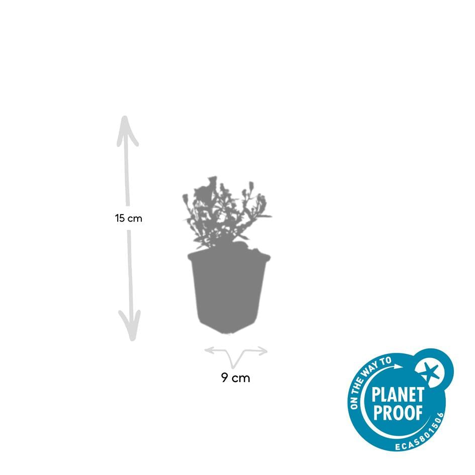 Kissen – Aster (D) 'Prof. Anton Kippenberg' – ↕10-25cm – Ø9cm – Lila Herbstblüte – Pflegeleicht – Beete & Töpfe – Plant