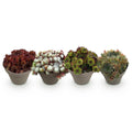 Bodendecker Sempervivum Big Sam – Winterhart – Verschiedene Farben – Pflegeleichte Hauswurz für Beete, Steingärten, Balkon & Terrasse – Plant