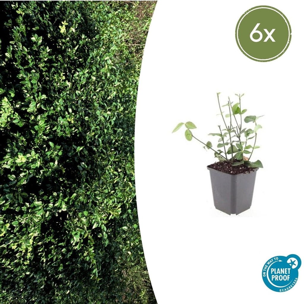 Purpur – Kriechspindel Euonymus fortunei 'Coloratus' – ↕10-25cm – Ø9cm – & Hecken – Plant