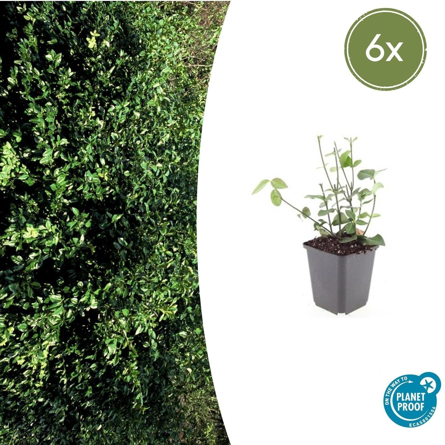 Purpur – Kriechspindel Euonymus fortunei 'Coloratus' – ↕10-25cm – Ø9cm – & Hecken – Plant