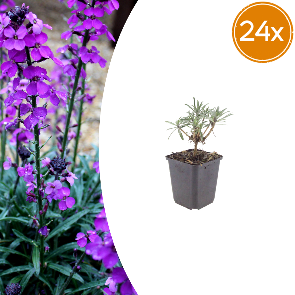 Erysimum Bowles Mauve – Goldlack Staude – 10-25cm – Ø9cm – Langblühende Gartenpflanze für Sonne – Bienenfreundliche Blühstaude für Beet & Kübel