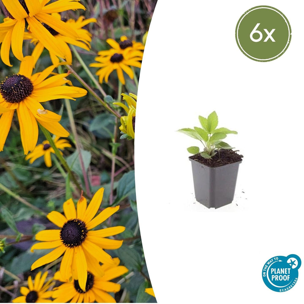 Leuchtender Sonnenhut Rudbeckia fulgida 'Goldsturm' – ↕10-25cm – Ø9cm – Gelbe Blüten – Bienenfreundlich – Pflegeleichte Staude – Plant