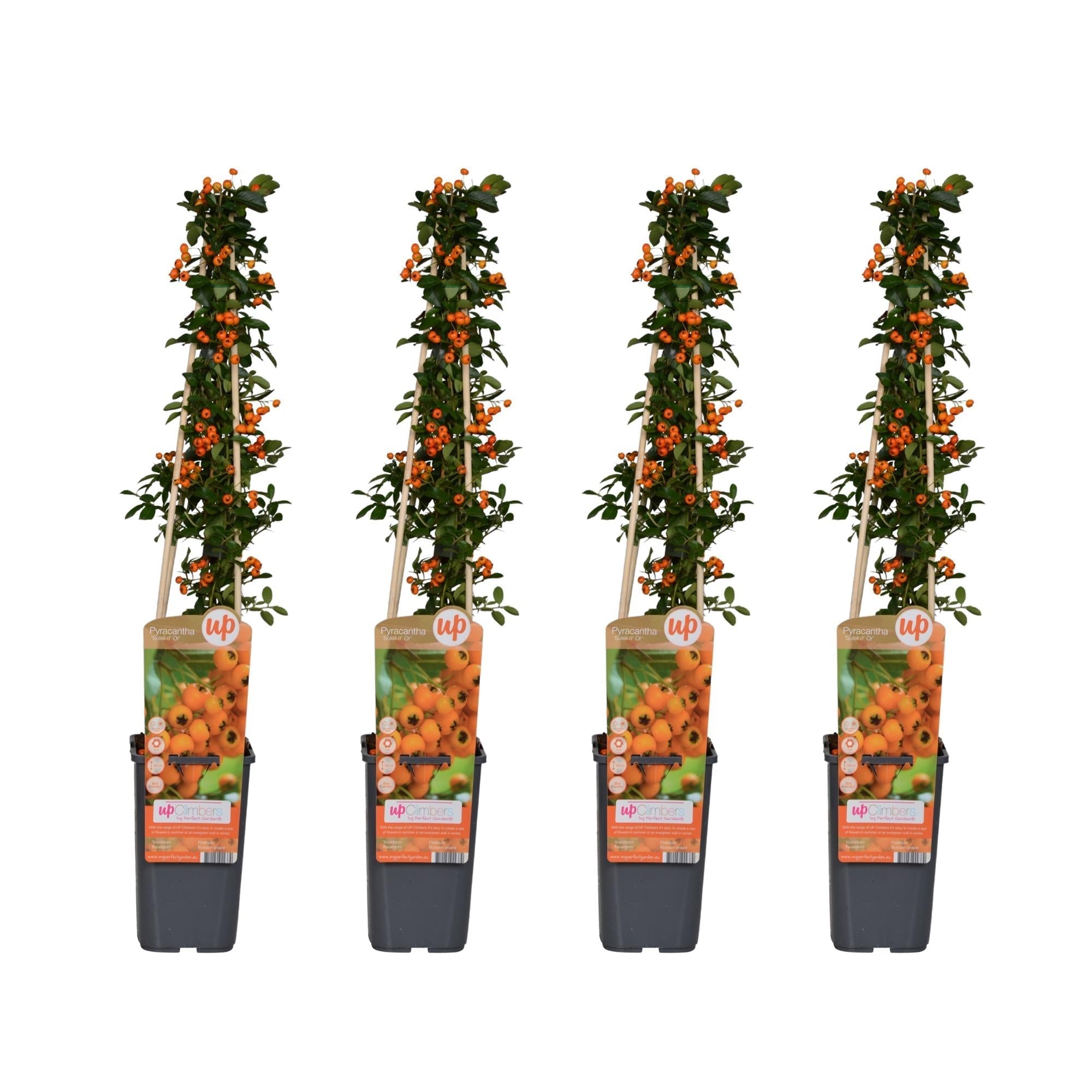 Feuerdorn Pyracantha 'Soleil d'Or' – Ø15cm – 65cm Höhe – Immergrüner, stacheliger Strauch – Vogelparadies und Sichtschutz – Plant
