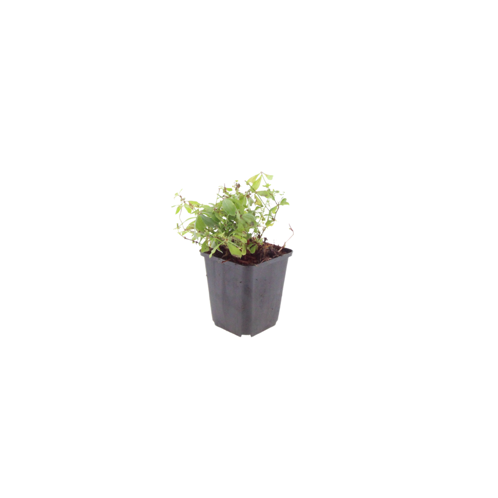 Galium odoratum Waldmeister – Ø9cm – Höhe 10-25cm – Duftender Bodendecker – Weiße Blüten – Pflegeleicht für Schattenbeet & Naturgarten