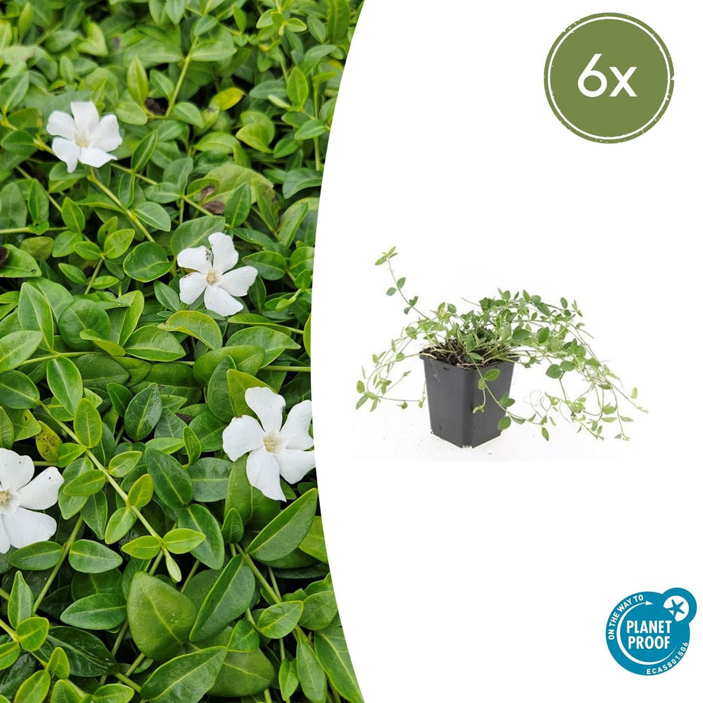 Kleines Immergrün Vinca minor 'Gertrude Jekyll' – ↕10-25cm – Ø9cm – Plant