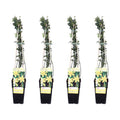 Winter-Jasmin – Jasminum nudiflorum – Ø15cm – ca. 65cm hoch – Winterblühende Kletterpflanze mit gelben Blüten für Garten, Zaun & Pergola – Plant